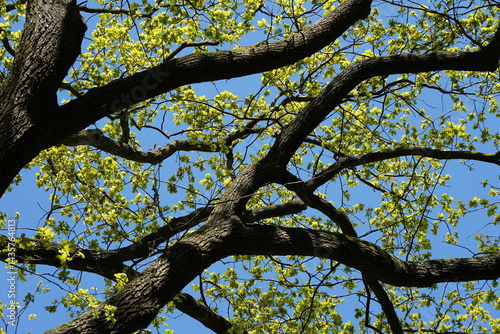 Obraz na płótnie Teilaufnahme einer Stieleiche (Quercus robur) im frühen Frühling w salonie