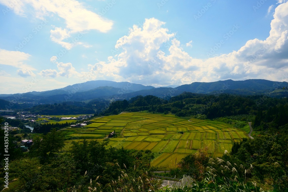 くぬぎ平の棚田。朝日、山形、日本。9月中旬。