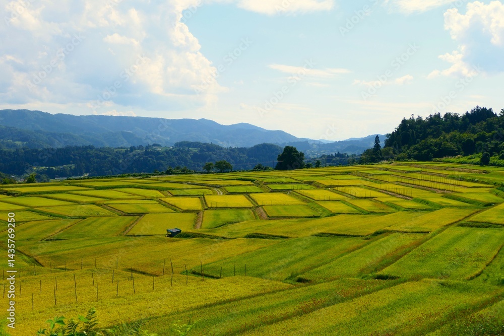 くぬぎ平の棚田。朝日、山形、日本。9月中旬。