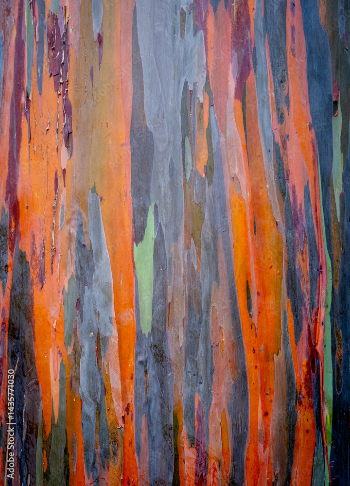 Colorful rainbow eucalyptus bark showing stunning natural design