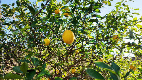 Juicy Lemons Ready for Harvest on Citrus Tree