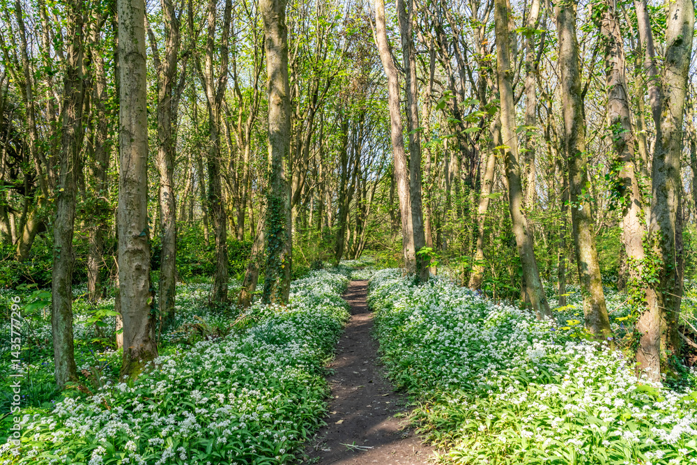 Penrhos in spring with Wild garlic and Bluebells, Anglesey Penrhos in spring with Wild garlic and Bluebells, Anglesey