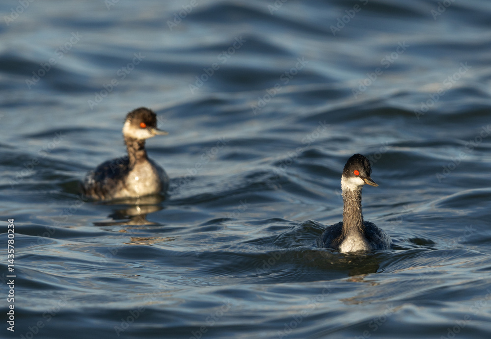 Fototapeta premium A pair of Black-necked grebe at Tubli bay, Bahrain