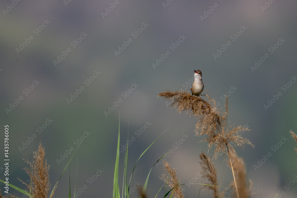 A delicate shot Clamorous reed warbler Bird perched on a cluster of dried reeds.