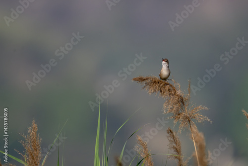 Obraz na płótnie A delicate shot Clamorous reed warbler Bird perched on a cluster of dried reeds. w salonie