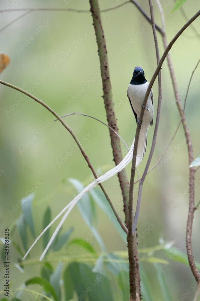 A White-tailed Paradise flycatcher Bird Perched in a Lush Forest Canopy