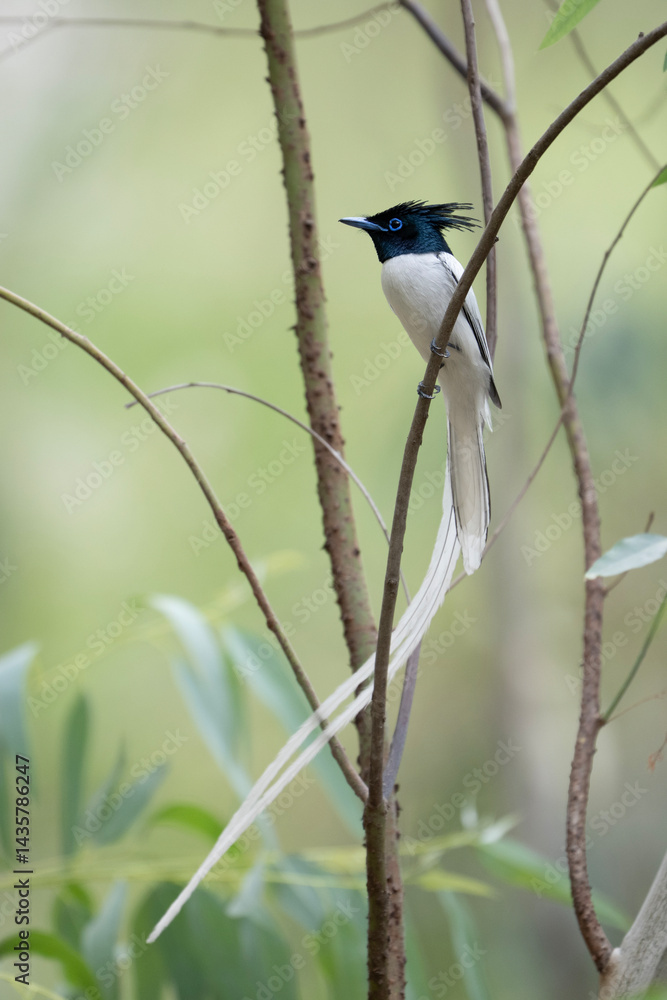 A White-tailed Paradise flycatcher Bird Perched in a Lush Forest Canopy