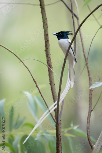 Obraz na płótnie A White-tailed Paradise flycatcher Bird Perched in a Lush Forest Canopy w salonie