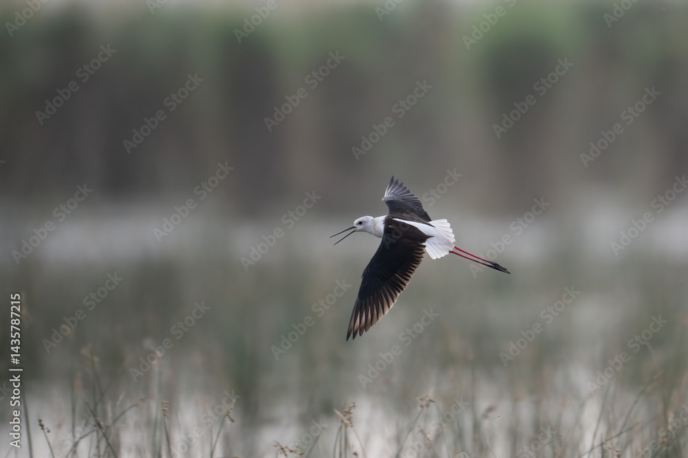 A black-winged stilt soars through a hazy, overcast sky.