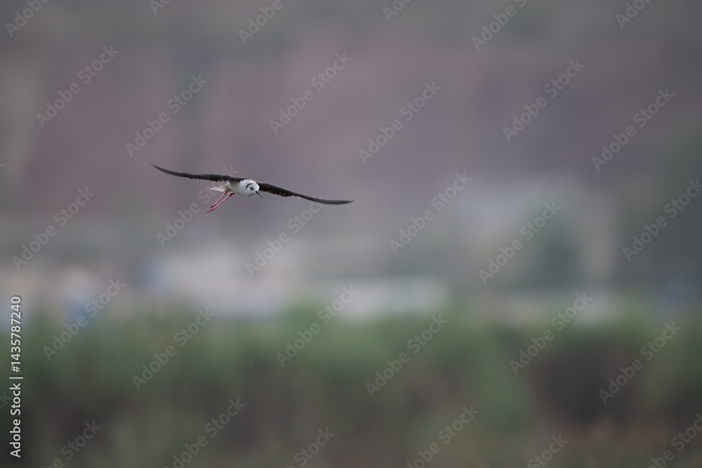 Black-winged Stilt in Flight Against a Misty Landscape