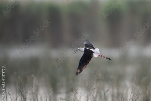 Obraz na płótnie A black-winged stilt soars through a hazy, overcast sky. w salonie