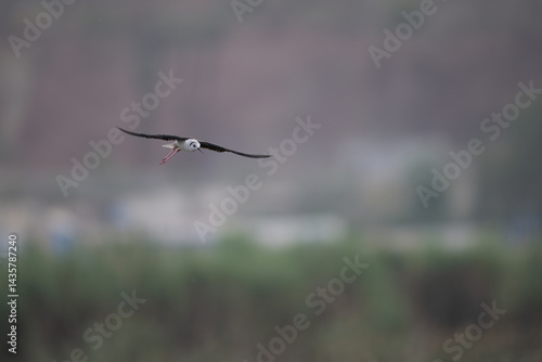 Obraz na płótnie Black-winged Stilt in Flight Against a Misty Landscape w salonie
