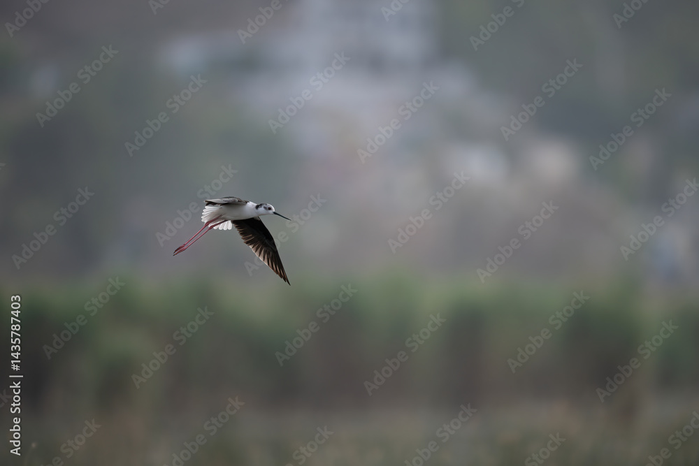 Black-winged Stilt in Flight Against a Misty Landscape