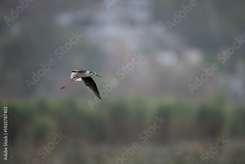 Obraz na płótnie Black-winged Stilt in Flight Against a Misty Landscape w salonie