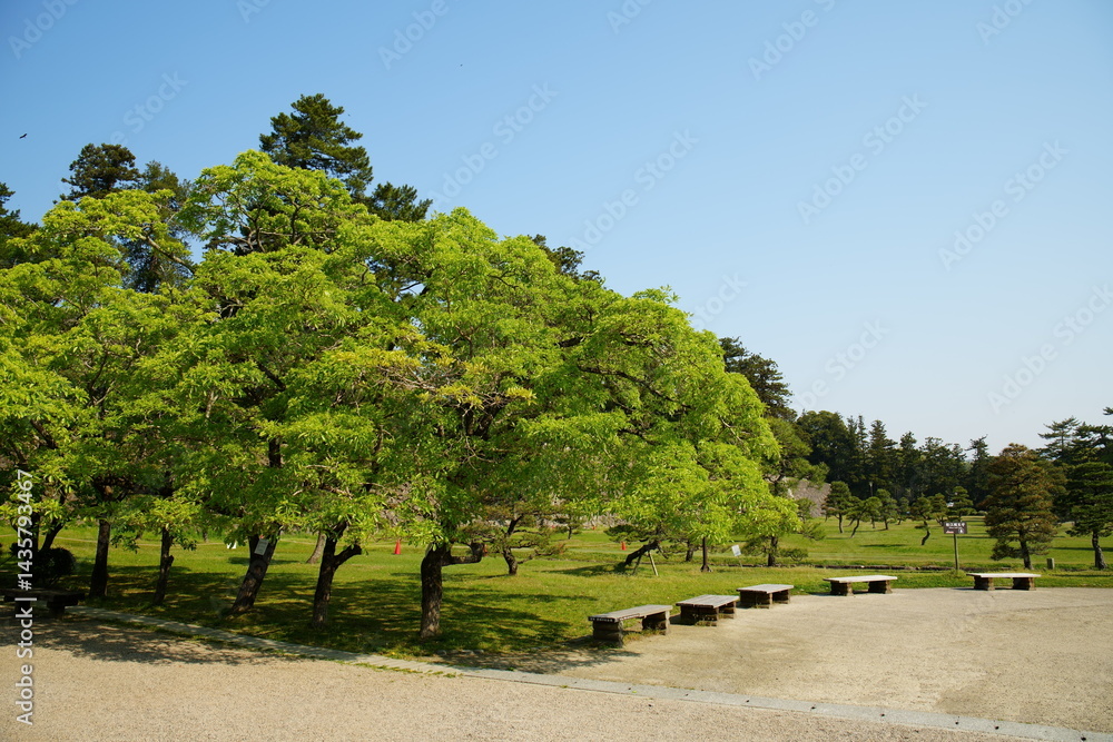 Fototapeta premium 晴れた日の新緑がきれいな島根県松江市の国宝松江城