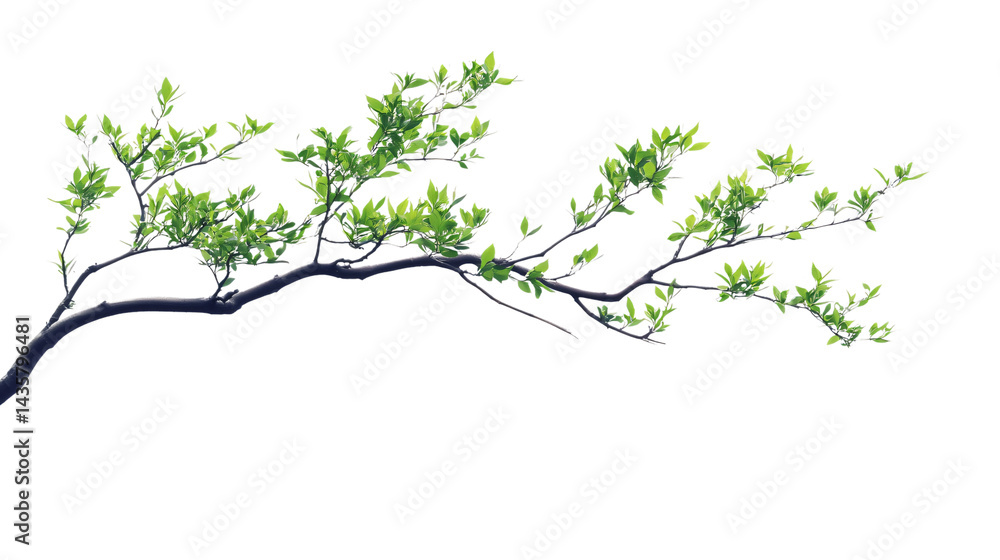 Fresh Cypress Branch on Transparent White Background Isolated Fresh Cypress Branch on Transparent White Background Isolated