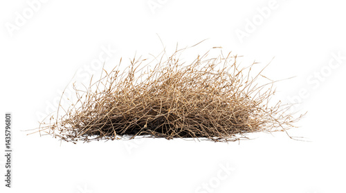Isolated Desert Tumbleweed on White Background - Professional Stock Photo