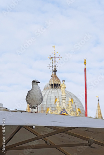 Obraz na płótnie A seagull at San Marco square in Venice, Italy w salonie