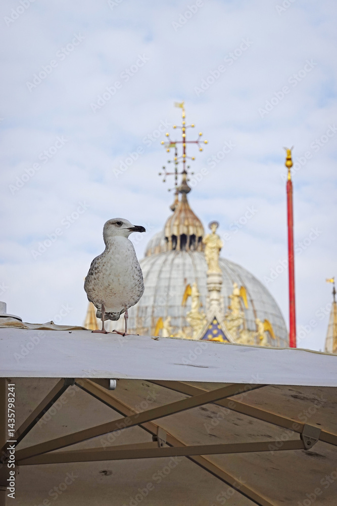 A seagull at San Marco square in Venice, Italy