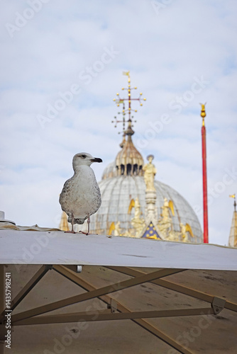Obraz na płótnie A seagull at San Marco square in Venice, Italy w salonie