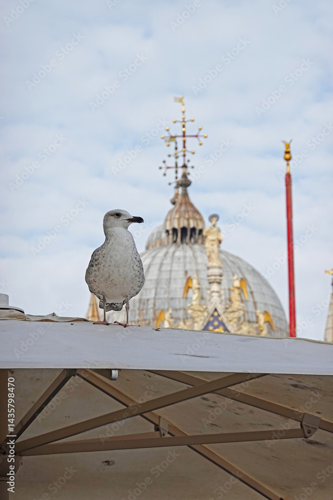 A seagull at San Marco square in Venice, Italy