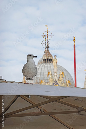 Obraz na płótnie A seagull at San Marco square in Venice, Italy w salonie