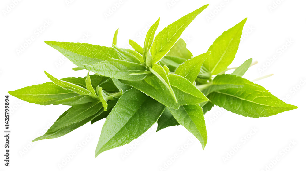 Fresh Lemon Verbena Isolated on White Background for Culinary Use Fresh Lemon Verbena Isolated on White Background for Culinary Use