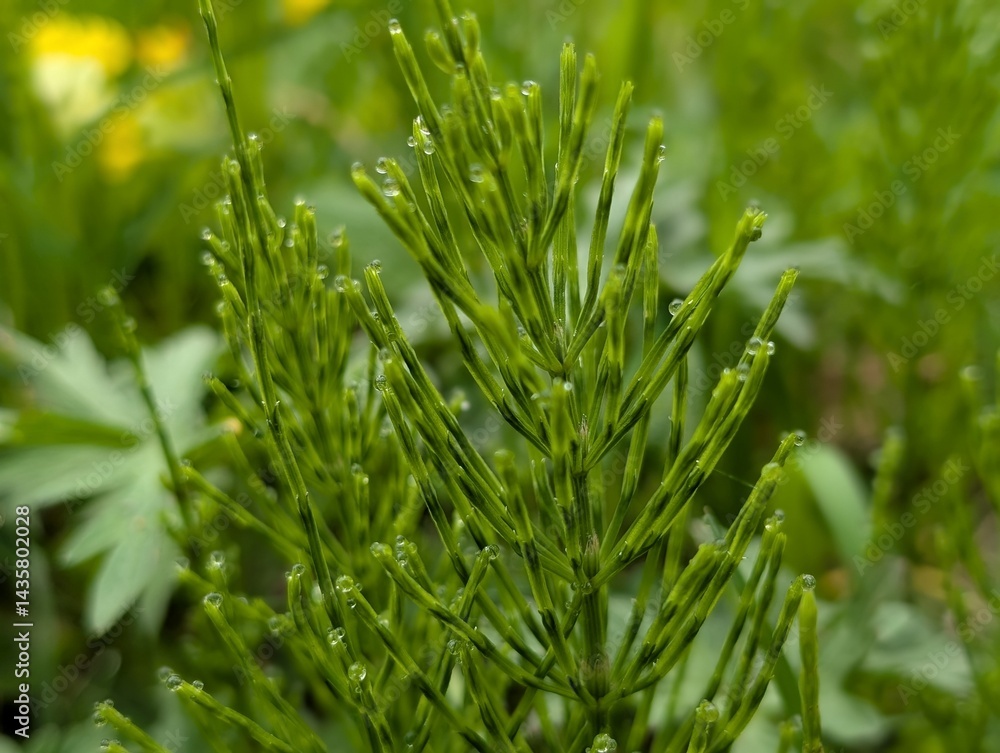 Closeup of Field Horsetail (Equisetum arvense) Closeup of Field Horsetail (Equisetum arvense)