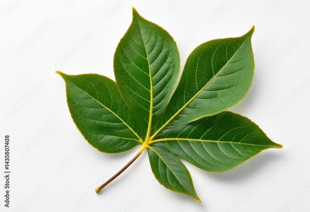 Fototapeta premium The white surface has yellow-lined aromatic leaves