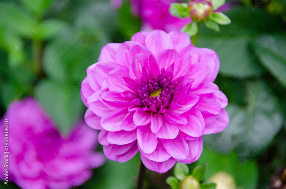 The Dahlia flower enchants with its vibrant colors and elegant shapes, being a highlight in gardens and landscaping around the world. The Dahlia flower enchants with its vibrant colors and elegant shapes, being a highlight in gardens and landscaping around the world.