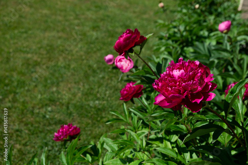 Wallpaper Mural Flowering peony plant bush in summer garden with blurred green background. Pink double flowers of Paeonia lactiflora. Colorful spring or summer back. Torontodigital.ca