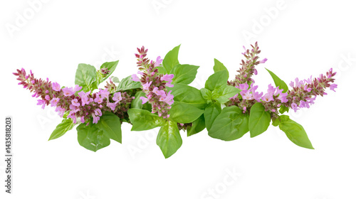 Vibrant Thai Basil Flower and Patchouli Plant on Isolated White Background