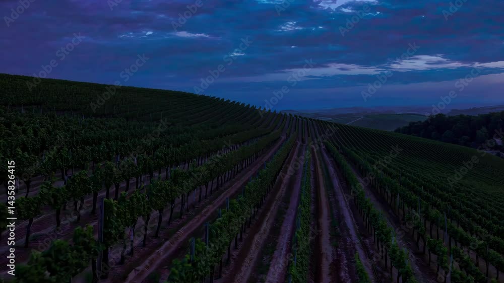 Scenic Vineyard Landscape at Sunset with Rows of Grape Vines under Dramatic Sky Scenic Vineyard Landscape at Sunset with Rows of Grape Vines under Dramatic Sky