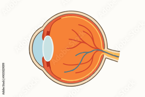 Medical Illustration of a Human Eye Cross-Section with Retina