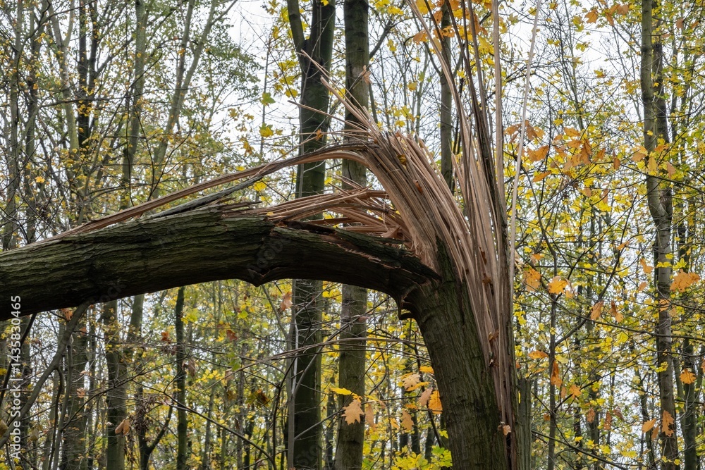 Broken tree in forest after strong wind and storm