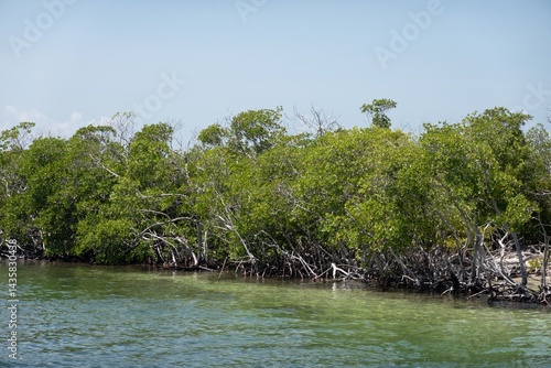 Obraz na płótnie Shore with red mangrove trees (Rhizophora mangle) in water, Cuba w salonie