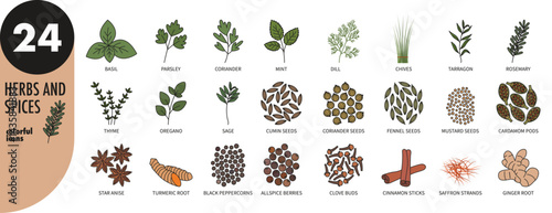 Herbs and spices - colorful thin line icons set. Basil, mint, coriander, parsley, chives, rosemary, thyme, tarragon, sage, oregano, cumin, fennel, cardamom, anise, turmeric, vector illustration