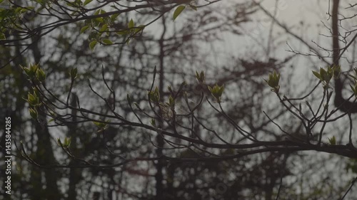 Wallpaper Mural スーパースロー映像：春先の新緑 Torontodigital.ca