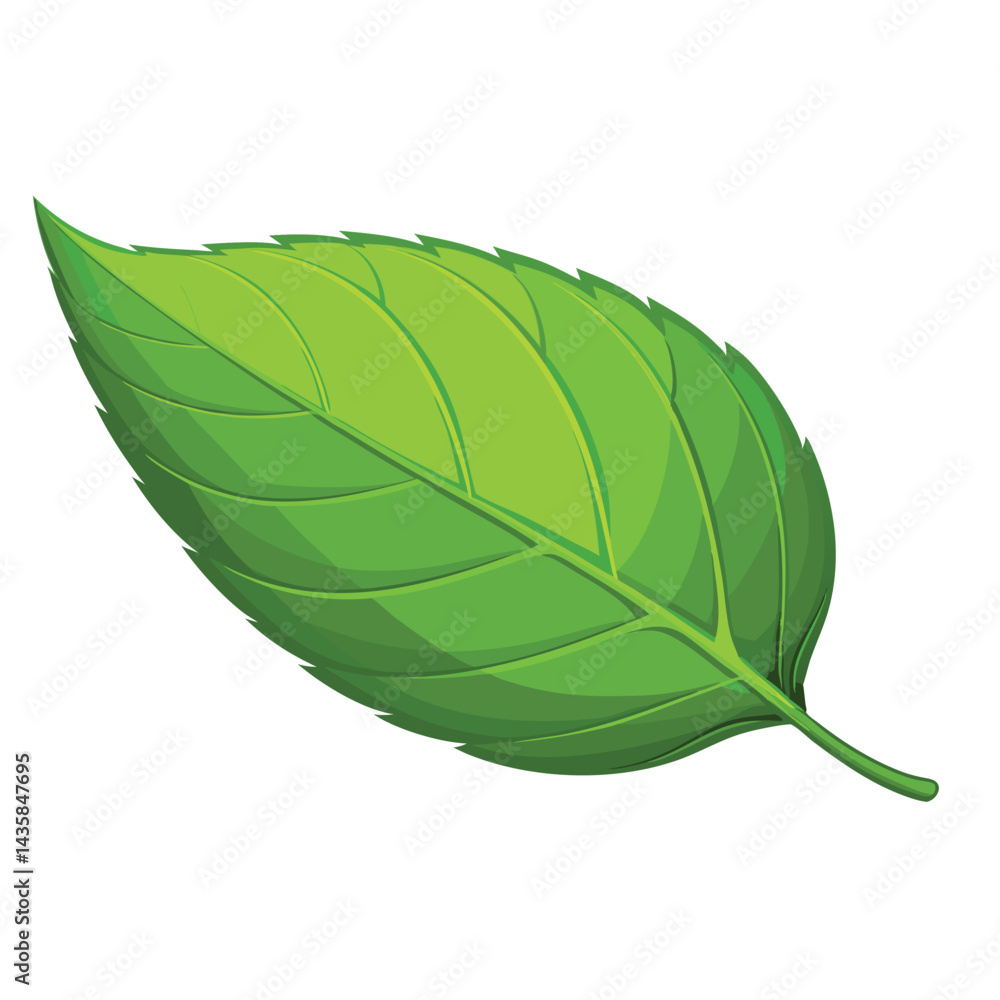 Fototapeta premium A vibrant single green leaf with detailed veins, isolated on a clean plain white background.
