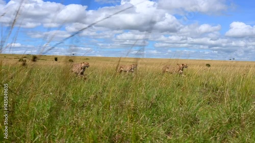 Band of Cheetahs scouting the savannah for prey in Kenya, Low point of view