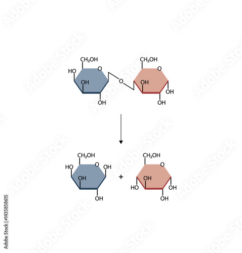 Lactose digestion. Carbohydrates digestion. Lactase enzymes catalyze disaccharide lactose molecule to glucose and galactose. Glucose sugar formation. Scientific Diagram. Vector Illustration.