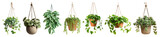 PNG Hanging plants enhance decor beautifully, element set on transparent background