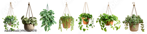 Obraz na płótnie PNG Hanging plants enhance decor beautifully, element set on transparent background w salonie