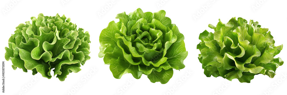 Fototapeta premium Various Fresh Green Lettuce Varieties Isolated on Transparent Background