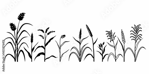 Silhouette of various cereal  grains and grass plants.
