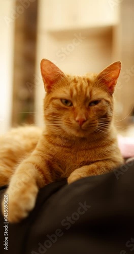 Gentle hands petting a ginger cat resting on someone's lap. A tender, heartwarming moment of connection.