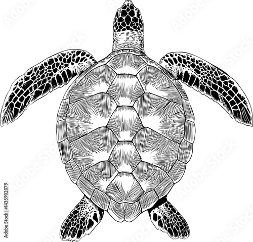 Detailed black and white illustration of a turtle's shell from above. Vector illustration