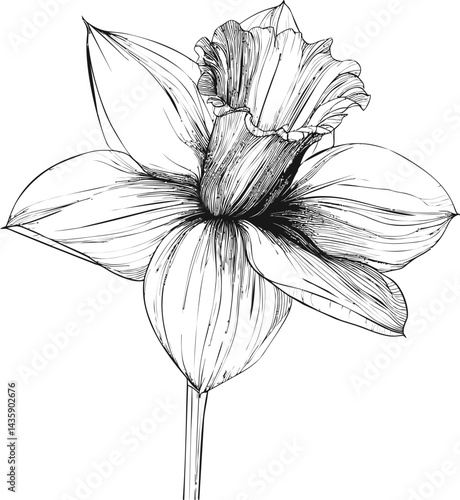 Black and white hand-drawn daffodil with detailed petals illustration. Vector illustration