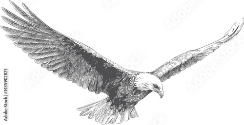 Detailed sketch of a soaring bald eagle with wings spread wide. Vector illustration