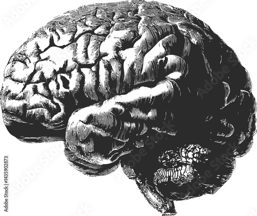 Detailed black and white illustration of a human brain in vintage style. Vector illustration
